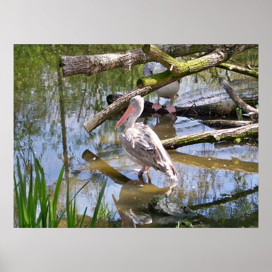 ペリカン ポスター (正面)