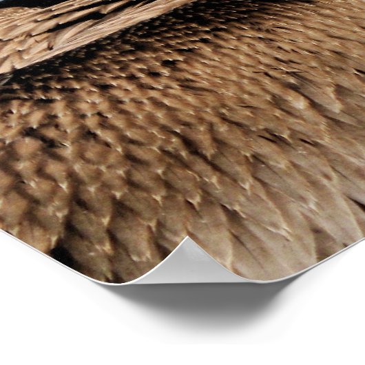 ペリカン ポスター (角)