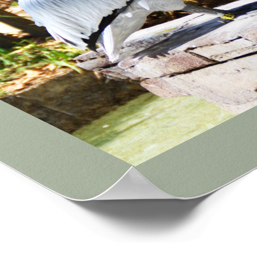 ペリカン ポスター (角)