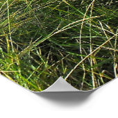 ペリカン ポスター (角)