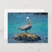 ペリカン ポストカード (正面/裏面)