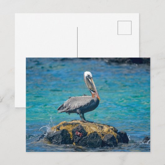 ペリカン ポストカード (正面/裏面)