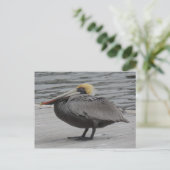 ペリカン ポストカード (スタンド正面)