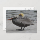 ペリカン ポストカード (正面/裏面)