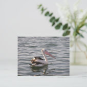 ペリカン ポストカード (スタンド正面)