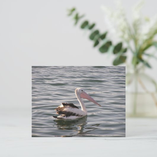 ペリカン ポストカード (スタンド正面)