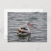 ペリカン ポストカード (正面/裏面)