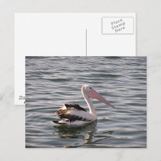 ペリカン ポストカード (正面/裏面)