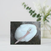 ペリカン ポストカード (スタンド正面)