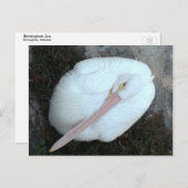 ペリカン ポストカード (正面/裏面)