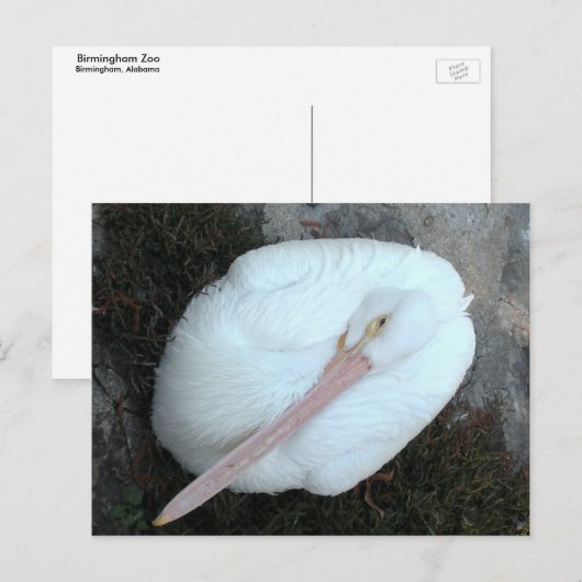 ペリカン ポストカード (正面/裏面)