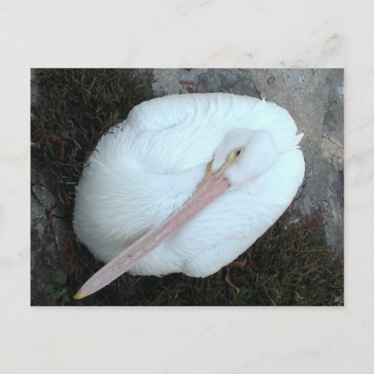 ペリカン ポストカード (正面)