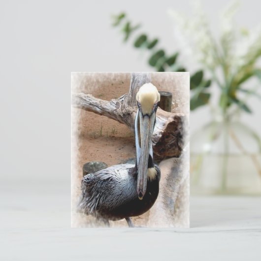 ペリカン ポストカード (スタンド正面)