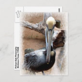 ペリカン ポストカード (正面/裏面)