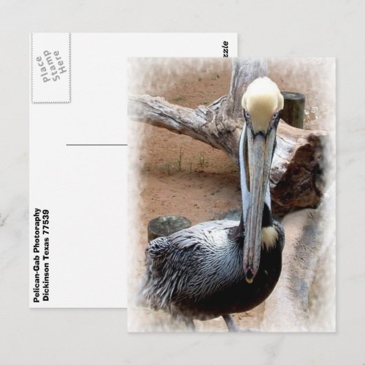 ペリカン ポストカード (正面/裏面)