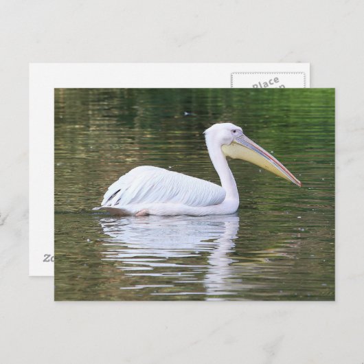 ペリカン ポストカード (正面/裏面)