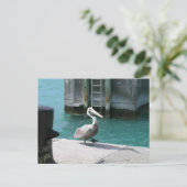 ペリカン ポストカード (スタンド正面)