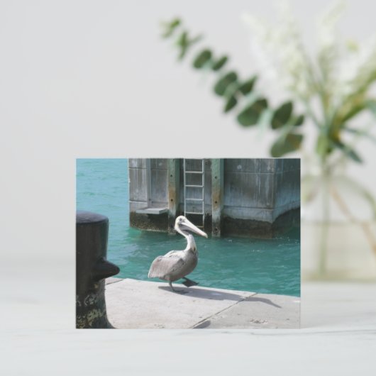 ペリカン ポストカード (スタンド正面)