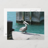 ペリカン ポストカード (正面/裏面)