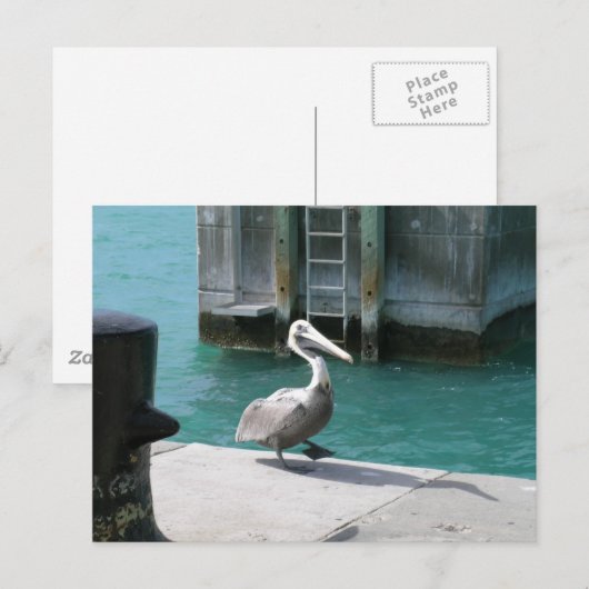 ペリカン ポストカード (正面/裏面)