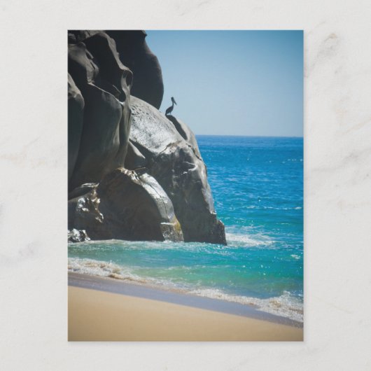 ペリカン ポストカード (正面)