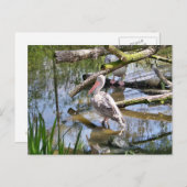 ペリカン ポストカード (正面/裏面)