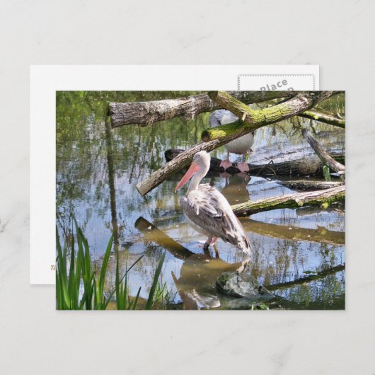 ペリカン ポストカード (正面/裏面)