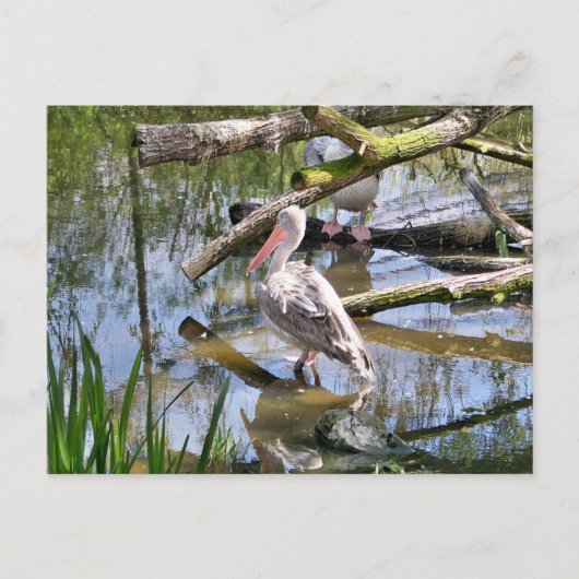 ペリカン ポストカード (正面)