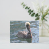 ペリカン ポストカード (スタンド正面)