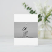 ペリカン ポストカード (スタンド正面)