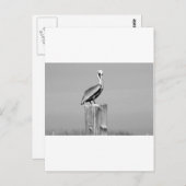 ペリカン ポストカード (正面/裏面)