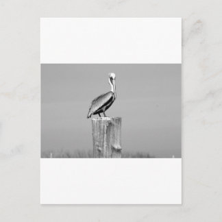 ペリカン ポストカード