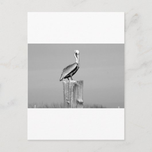 ペリカン ポストカード (正面)