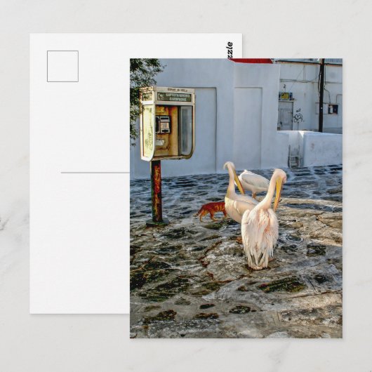 ペリカン ポストカード (正面/裏面)