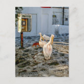 ペリカン ポストカード (正面)