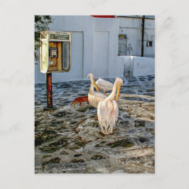 ペリカン ポストカード
