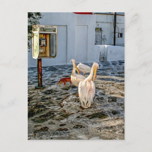 ペリカン ポストカード (正面)