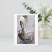 ペリカン ポストカード (スタンド正面)