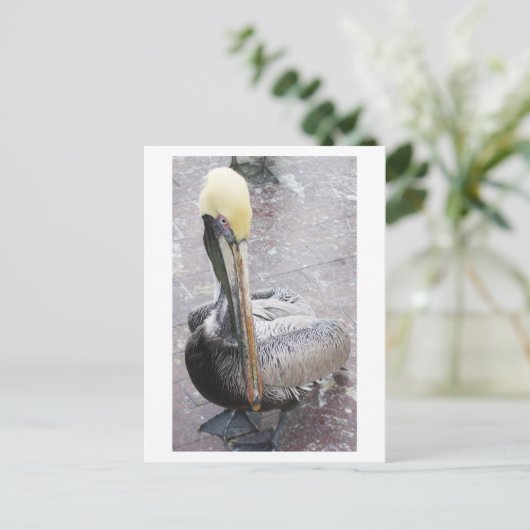 ペリカン ポストカード (スタンド正面)