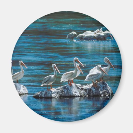 ペリカン マグネット (正面)