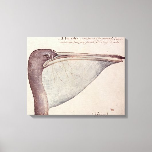 ペリカン、c.1590 キャンバスプリント (正面)