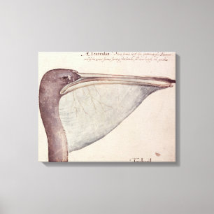 ペリカン、c.1590 キャンバスプリント