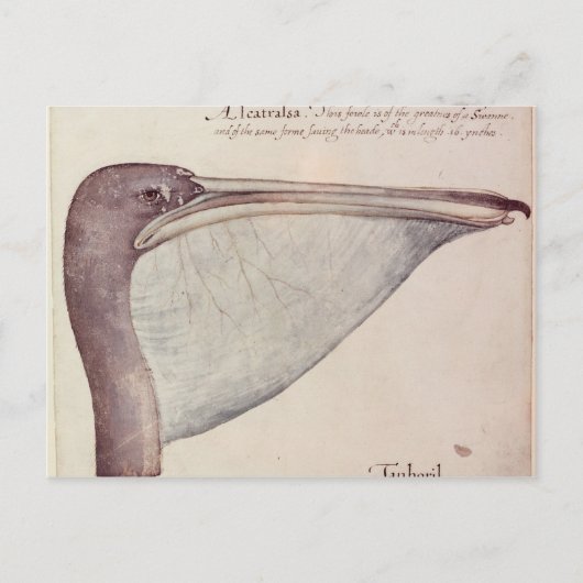 ペリカン、c.1590 ポストカード (正面)