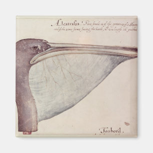 ペリカン、c.1590 マグネット