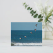 ペリ飛んでいるカンの形成，コスタリカ ポストカード (スタンド正面)