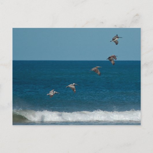 ペリ飛んでいるカンの形成，コスタリカ ポストカード (正面)