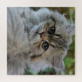 ペルかわいらしシャ子猫 ジグソーパズル (横)