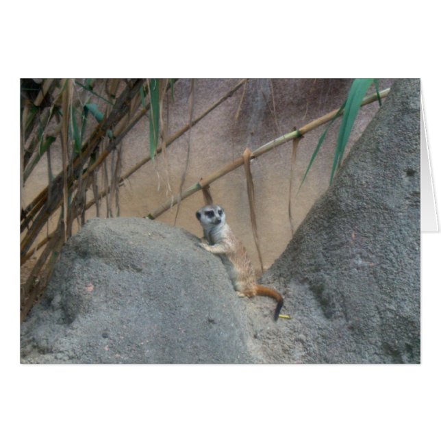 ペルカトメエルカート (正面横)