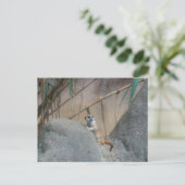 ペルカトメエルカート ポストカード (スタンド正面)