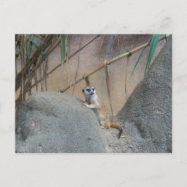 ペルカトメエルカート ポストカード